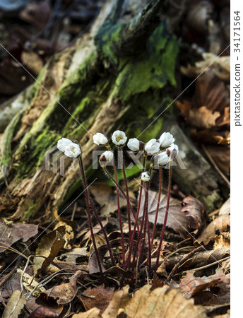 White nori White nori 34171564