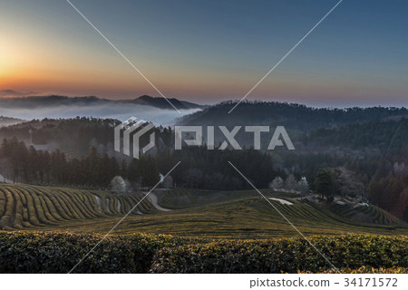 Yunhae，Daewon，綠茶場，Boseong-gun，全南 34171572