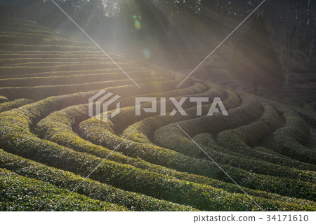 Dae-won, green tea field, Boseong-gun, Jeonnam 34171610