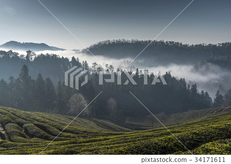 Yunhae, Daewon, Green tea field, Boseong-gun, Jeonnam 34171611