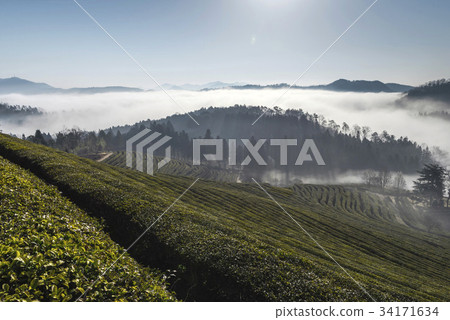 Yunhae, Daewon, Green tea field, Boseong-gun, Jeonnam 34171634