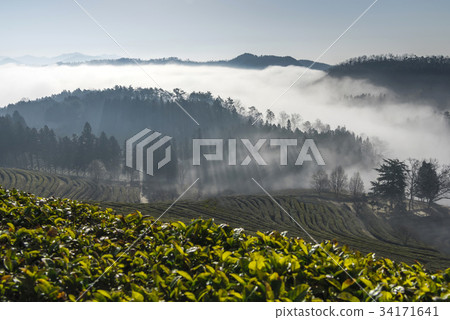 Yunhae, Daewon, Green tea field, Boseong-gun, Jeonnam 34171641
