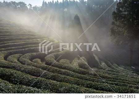 Dae-won, green tea field, Boseong-gun, Jeonnam Dae-won, green tea field, Boseong-gun, Jeonnam 34171651