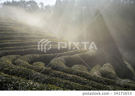 Dae-won, green tea field, Boseong-gun, Jeonnam Dae-won, green tea field, Boseong-gun, Jeonnam 34171653
