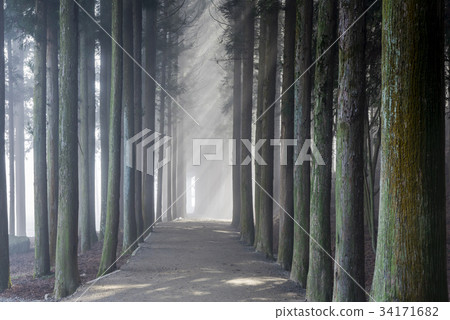 Cedar, Daewon, Boseong-gun, Jeonnam 34171682