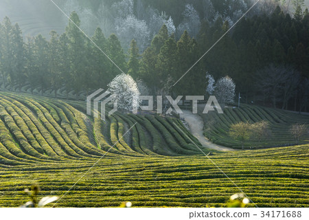 全南市寶城郡大邱綠茶場 34171688