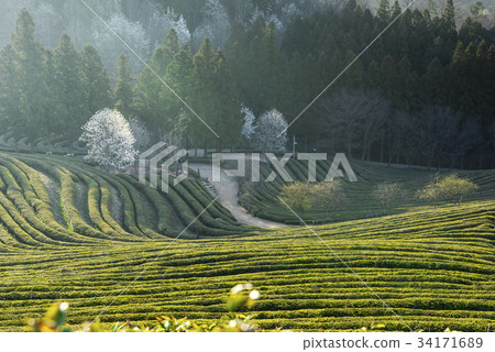 Dae-won, green tea field, Boseong-gun, Jeonnam 34171689