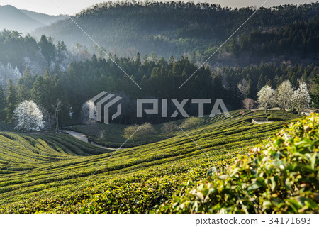 Dae-won, green tea field, Boseong-gun, Jeonnam 34171693