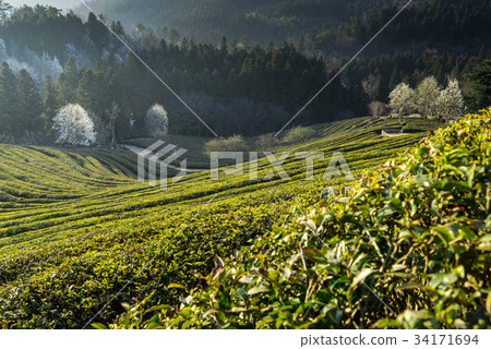 Dae-won, green tea field, Boseong-gun, Jeonnam Dae-won, green tea field, Boseong-gun, Jeonnam 34171694