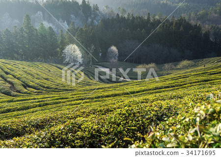 Dae-won, green tea field, Boseong-gun, Jeonnam Dae-won, green tea field, Boseong-gun, Jeonnam 34171695