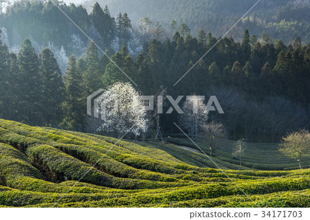 Dae-won, green tea field, Boseong-gun, Jeonnam 34171703