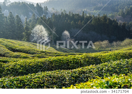 Dae-won, green tea field, Boseong-gun, Jeonnam 34171704