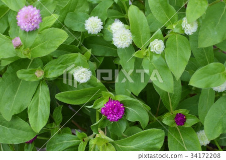 Sennichikou花 Sennichikou花 34172208