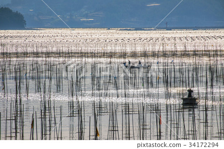 Farm, Jangheung-gun, Jeonnam Farm, Jangheung-gun, Jeonnam 34172294