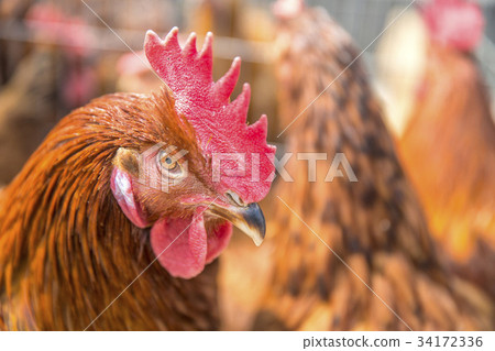 Cock Cock 34172336