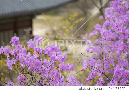 杜鵑花,昌德宮(歷史遺址122),首爾鐘路區 杜鵑花,昌德宮(歷史遺址122),首爾鐘路區 34172351
