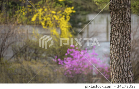 杜鵑花,昌德宮(歷史遺址122),首爾鐘路區 杜鵑花,昌德宮(歷史遺址122),首爾鐘路區 34172352