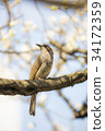夜鶯 34172359
