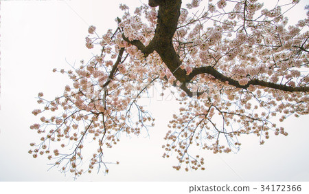 櫻桃樹 34172366