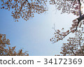 櫻桃樹 34172369
