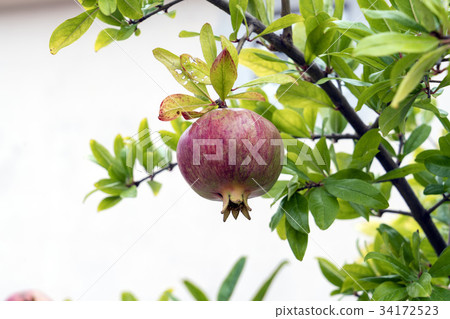 Pomegranate Pomegranate 34172523