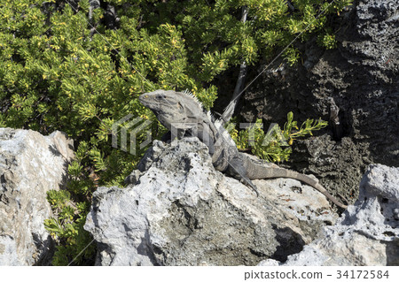 Iguana, Mexico Iguana, Mexico 34172584