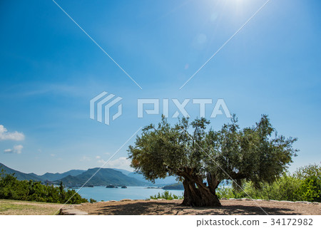 Shodoshima Thousand-year-old olive tree Falling morning light 34172982