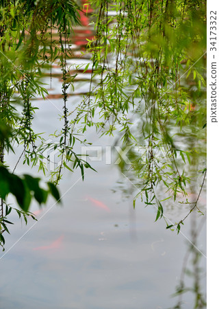 風景 庭院 柳 柳樹 柳枝 中國庭園 中式庭園 公園 池塘 綠意 新綠 池子 中國風 微風 春風 34173322