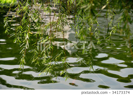 風景 庭院 柳 柳樹 柳枝 中國庭園 中式庭園 公園 池塘 綠意 新綠 池子 中國風 微風 春風 34173374