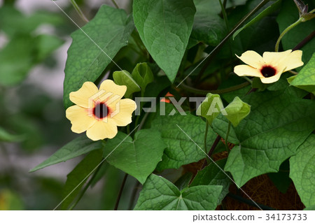 Tsunbarua Tsunbarua 34173733