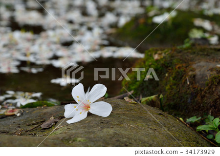 Flower, flower, paulownia, paulownia, flower, white, stone, flower, petal, oil tung, tung tree, tung tree, paulownia, paulownia, white flower, small white flower 34173929