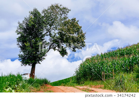 Rice terrace and mountain in the countryside. Rice terrace and mountain in the countryside. 34174242