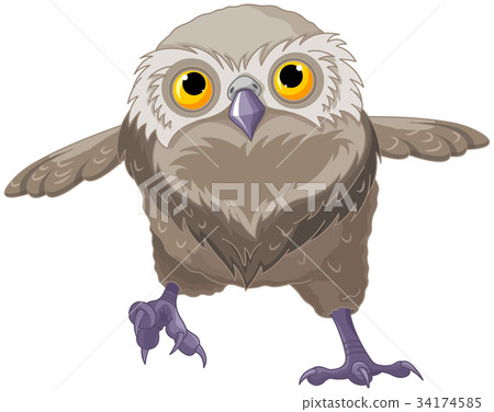 Baby Owl Baby Owl 34174585
