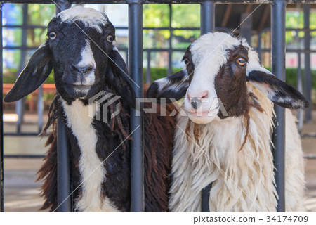 Closeup of long wool sheep on the farm Closeup of long wool sheep on the farm 34174709