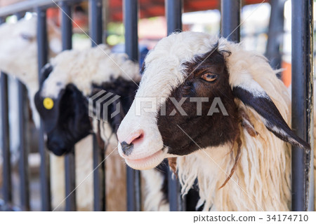 Closeup of long wool sheep on the farm Closeup of long wool sheep on the farm 34174710