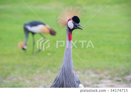 Crowned Crane birds with blue eye and red wattle  34174715