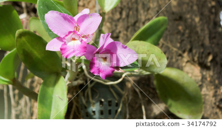 Purple orchid flower 34174792