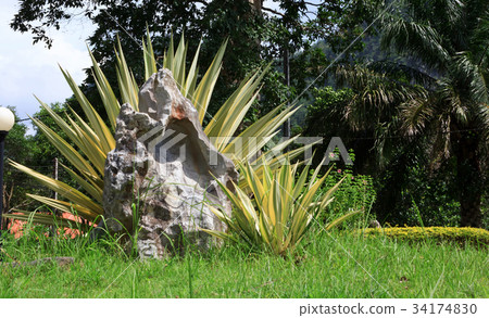 Agave sisalana Perr. Agave sisalana Perr. 34174830
