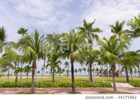 Coconut palm trees in tropical beach Thailand Coconut palm trees in tropical beach Thailand 34175062