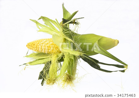Organic ear of corn isolated on white Organic ear of corn isolated on white 34175463