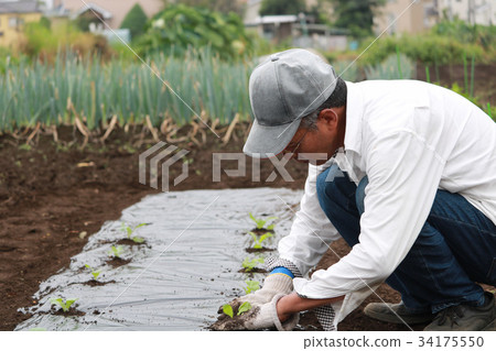 高級家庭花園 34175550