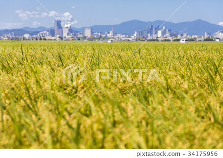 仙台市021區域的稻田 仙台市021區域的稻田 34175956