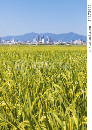 仙台市027區以上的稻田 仙台市027區以上的稻田 34175962