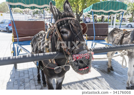 White village Mijas's donkey @ Spain 34176008