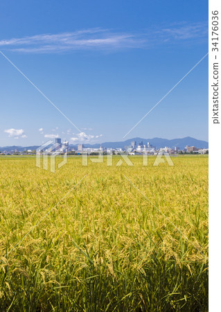 仙台市048號以上的稻田 仙台市048號以上的稻田 34176036