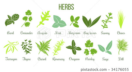 Big icon set of flat culinary herbs. sage, thyme 34176055