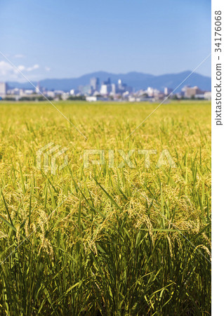 仙台市065號以上的稻田 仙台市065號以上的稻田 34176068