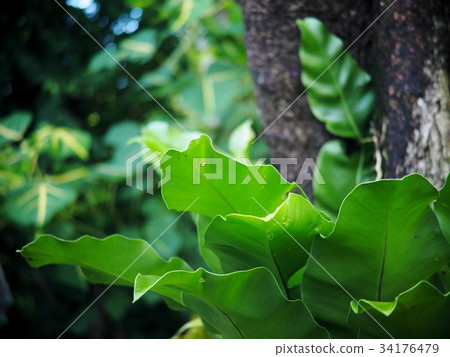 closeup on large green leaves of tropical plant closeup on large green leaves of tropical plant 34176479