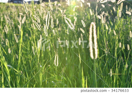 Setaria viridis Setaria viridis 34176633