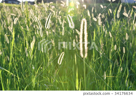 Setaria viridis Setaria viridis 34176634